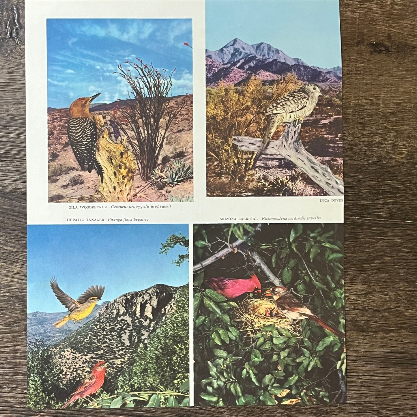 Rivoli's Hummingbird Eugenes Fulgens 9x11 Vintage Print V2