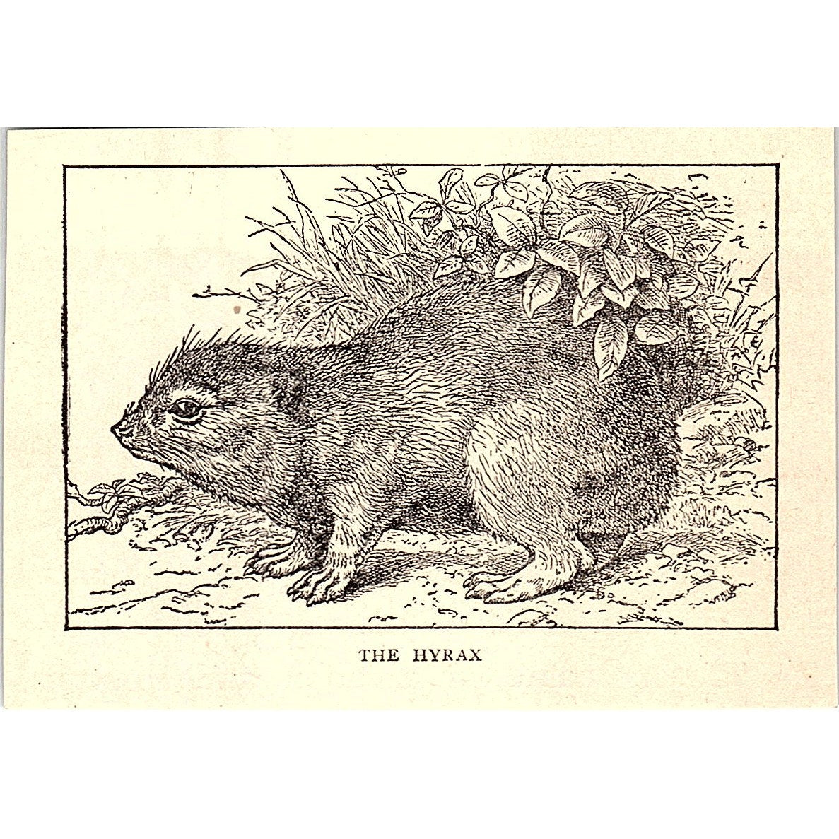 The Hyrax 1902 Engraving Plate AF4-M1
