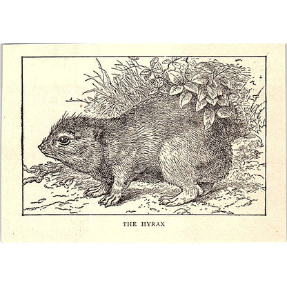 The Hyrax 1902 Engraving Plate AF4-M1