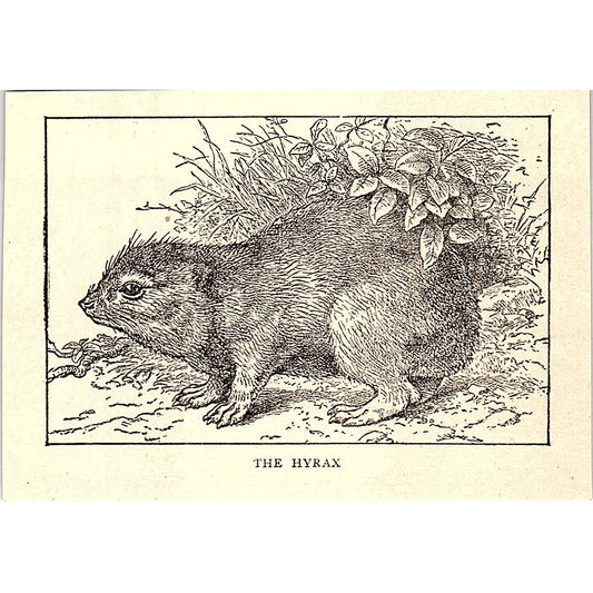 The Hyrax 1902 Engraving Plate AF4-M1