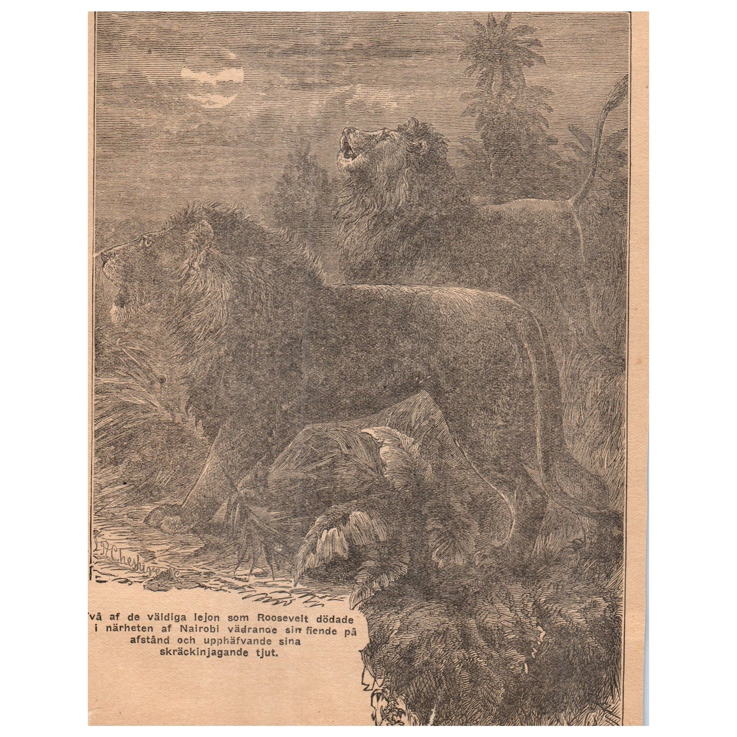 Two of the huge lions that Roosevelt killed near Nairobi 1909 Engraving AF5-17