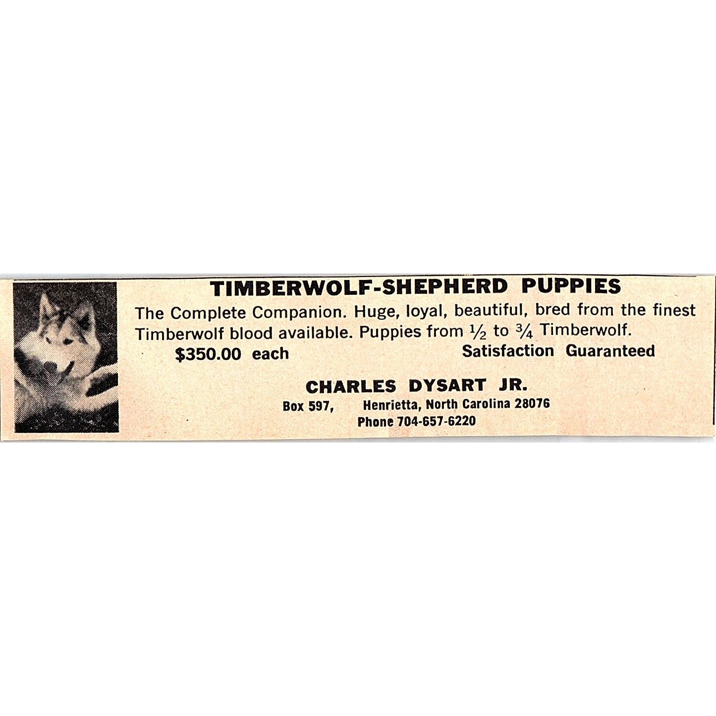 Timberwolf-Shepherd Puppies Charles Dysart Jr. Henrietta NC 1977 Ad AF6-5