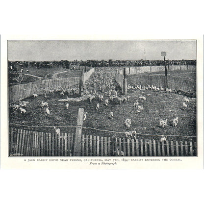 Jack Rabbit Drive Near Fresno California 1897 Victorian Photo AE9-TS4