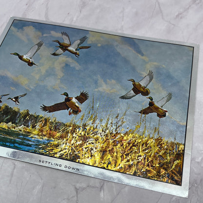 Settling Down Ducks Richard E Bishop Vintage Chromatic Foil Etch 6x7.5" V18