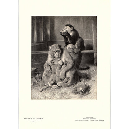 The Sick Monkey - Landseer - 1904 Litho Art Print AF5-2