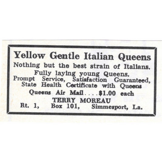 Yellow Gentle Italian Queens Terry Moreau Simmesport LA 1964 Magazine Ad AK6-S15