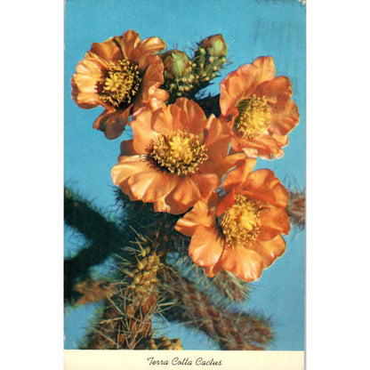 1955 Terracotta Cactus in Bloom Vintage Postcard PE3