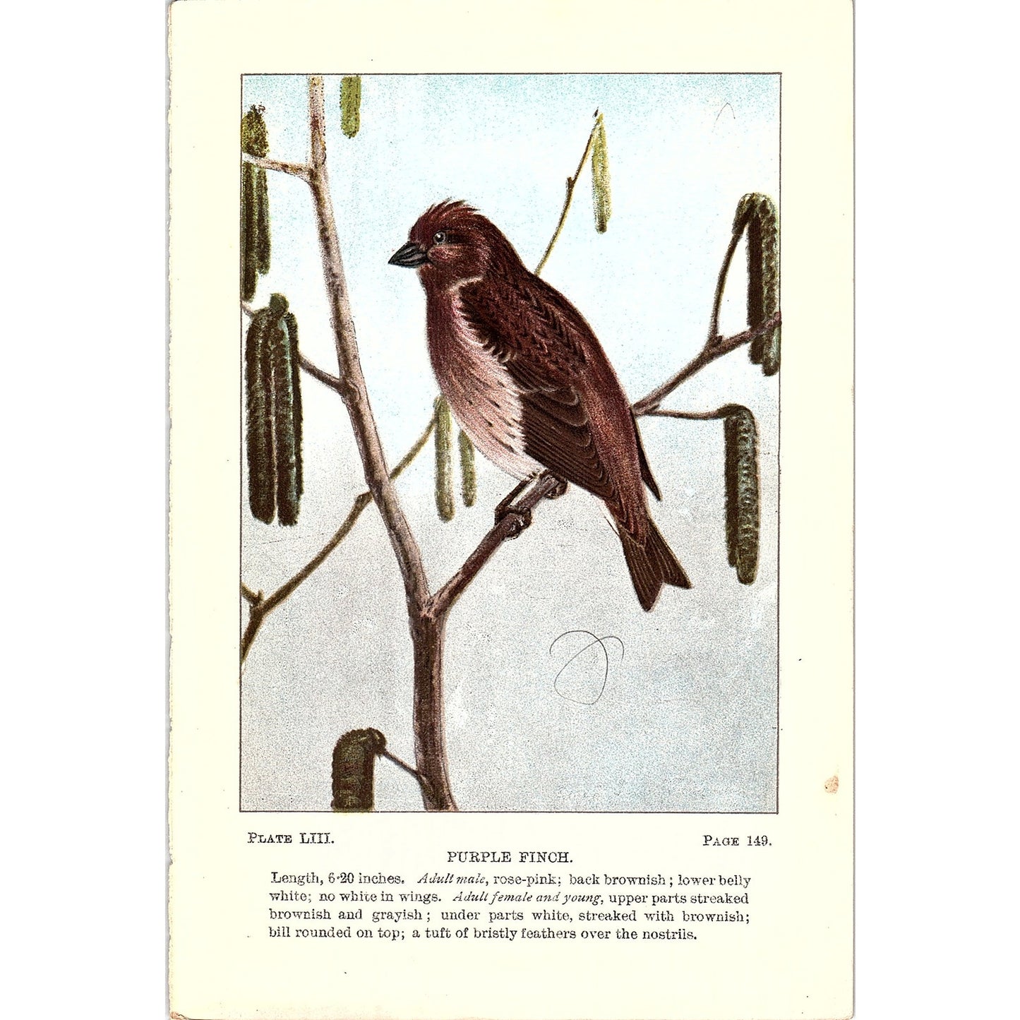 Purple Finch Bird 1901 Original Engraving Plate AF3-11