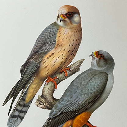 1972 Falcon Print, Red Footed Falcon Kronen-Verlag W. Germany 6x9 Art Print V2