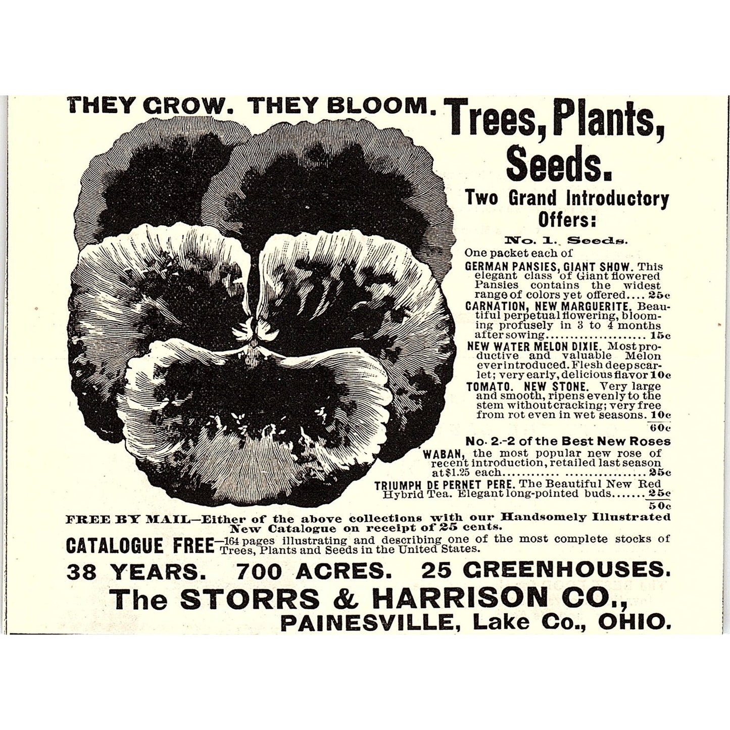 The Storrs & Halverson Co Pansies Seeds Painesville Ohio 1892 Ad AG2-H5
