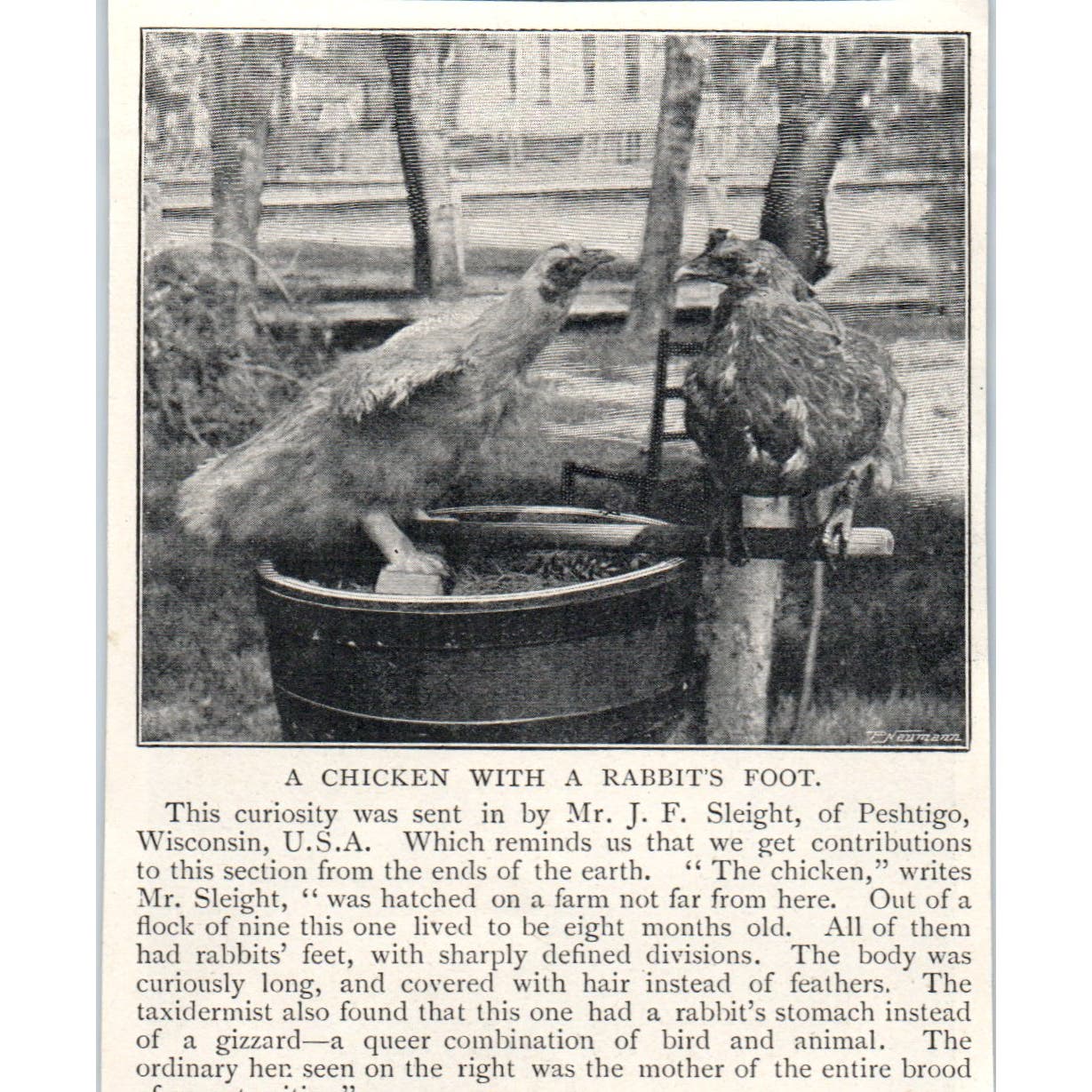 A Chicken With a Rabbit's Foot 1897 Victorian Photo AE9-TS8