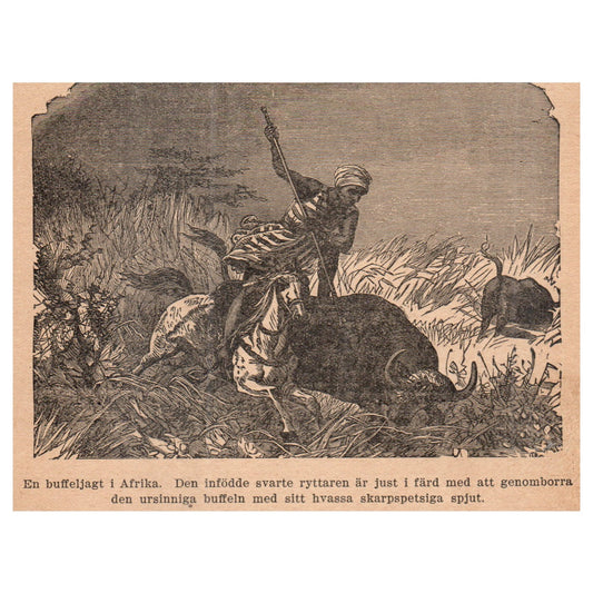 A Buffalo Hunt in Africa 1909 Swedish Engraving Print AF5-16