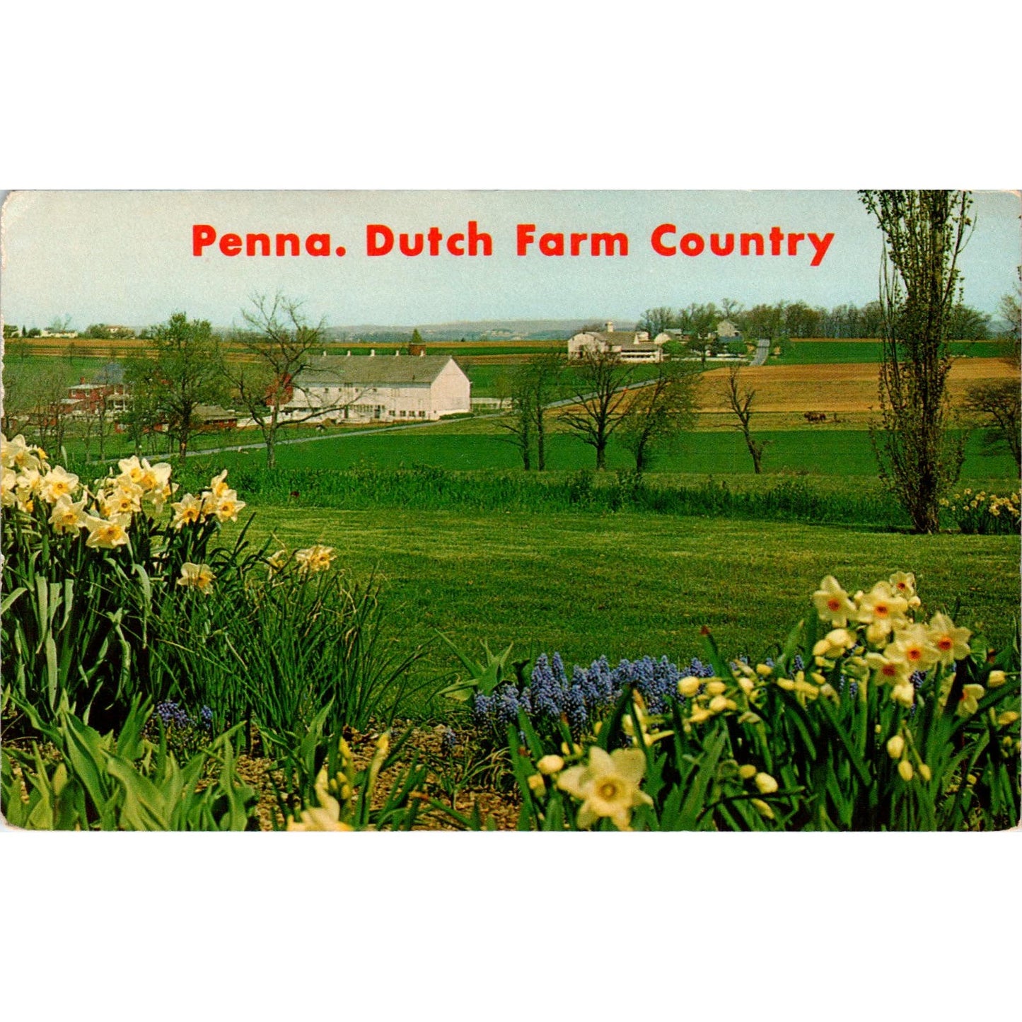 Heart of Amish Land Farm Country Pennsylvania Dutch Country Postcard PD7