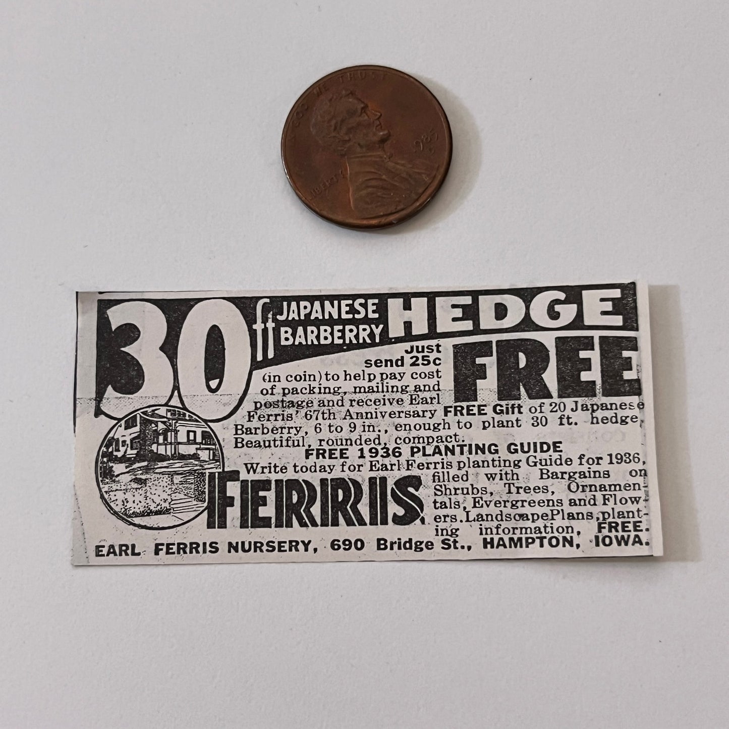 Earl Ferris Nursery 30ft Japanese Barberry Hedge Hampton IA 1936 Ad SAG4-M4