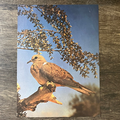 Mourning Dove in a Tree Kitsch 9x12 Vintage Print V2