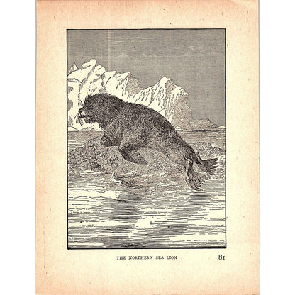 The Northern Sea Lion 1902 Engraving Plate AF4-H3
