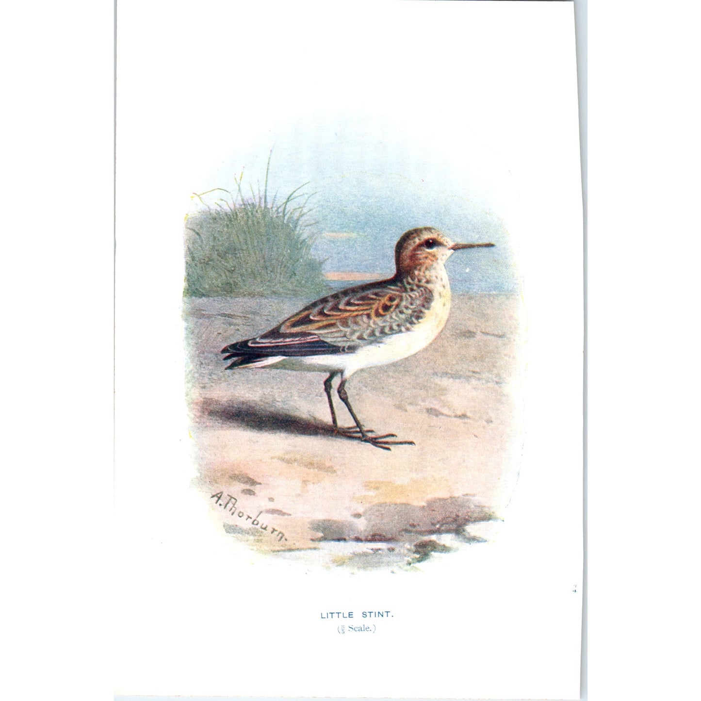 Little Stint Bird 1903 Original Color Engraving Plate Print AD8-B7