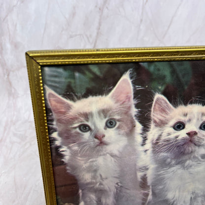 Vintage Kitschy Framed Picture of 2 White Kittens Cats 7x9" Ti5