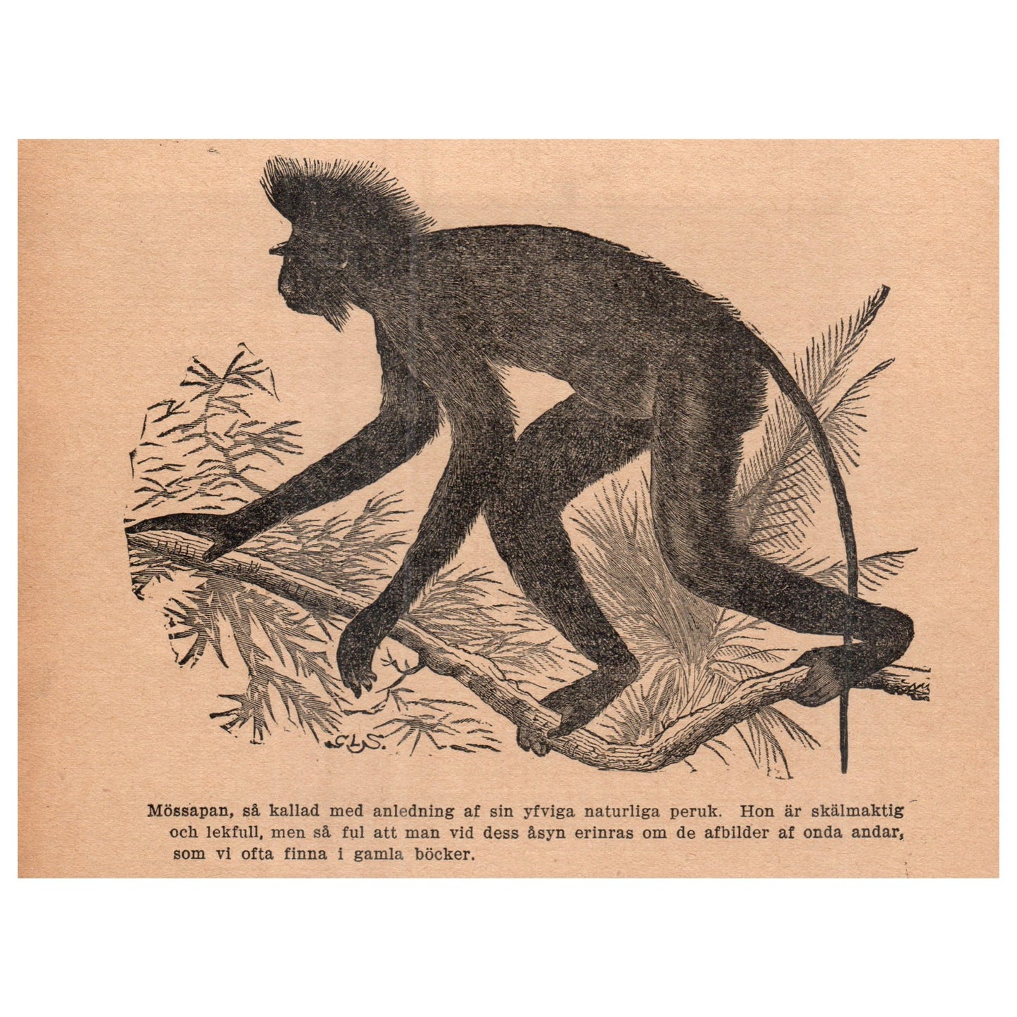 Mössapan Crested Mona Monkey 1909 Swedish Engraving Print AF5-14