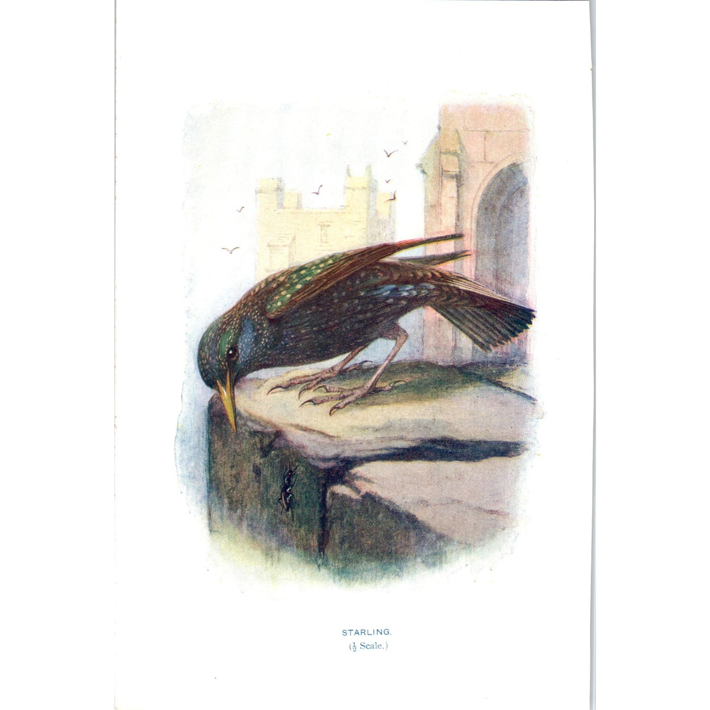 Starling Bird 1903 Original Color Engraving Plate Print AD8-B7