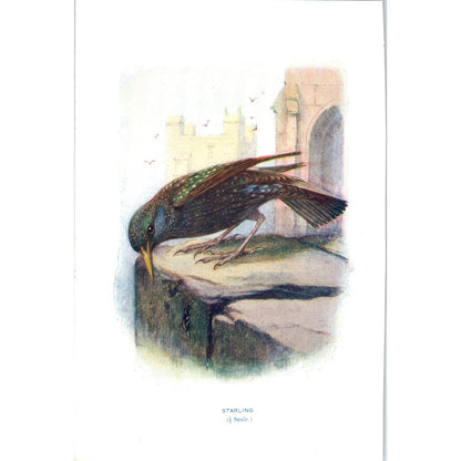 Starling Bird 1903 Original Color Engraving Plate Print AD8-B7