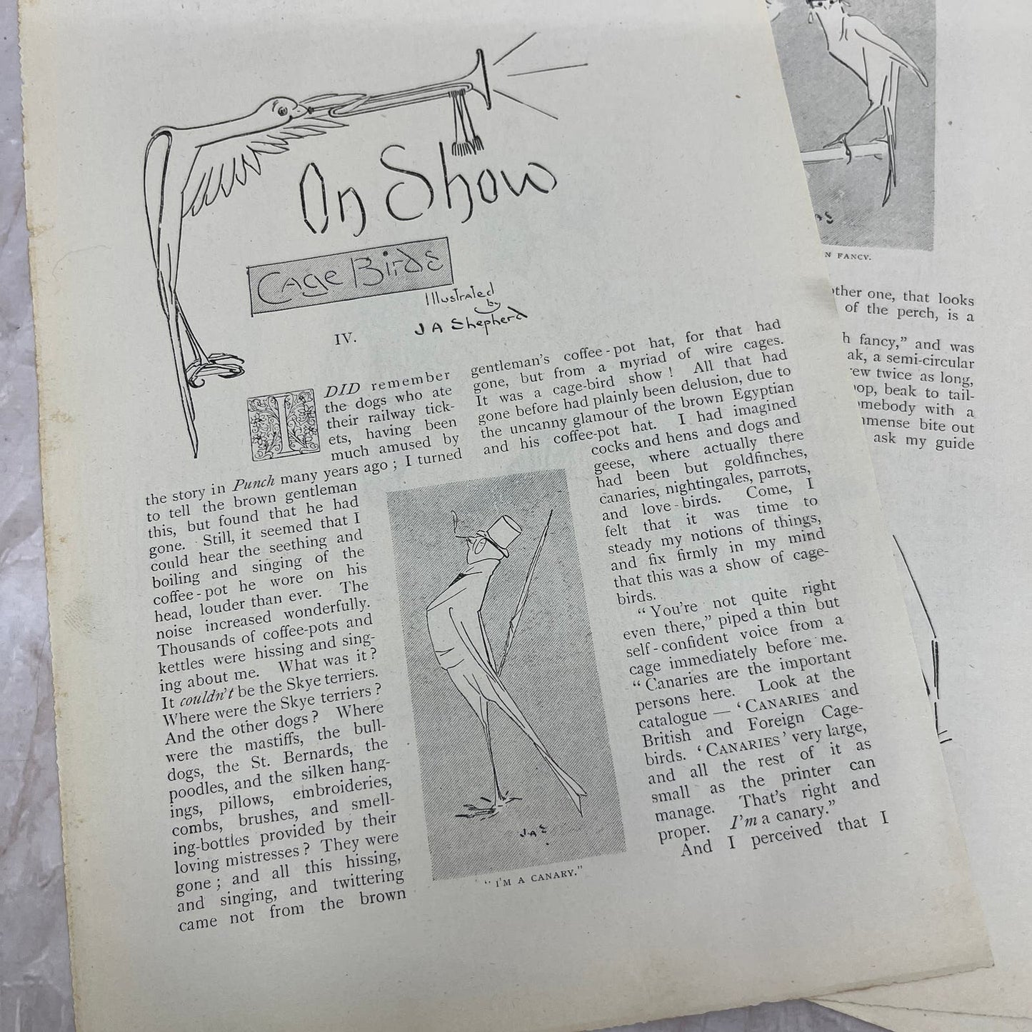 Cage Birds on Show Illustrated by J.A. Shepherd 1897 Victorian Article AE9