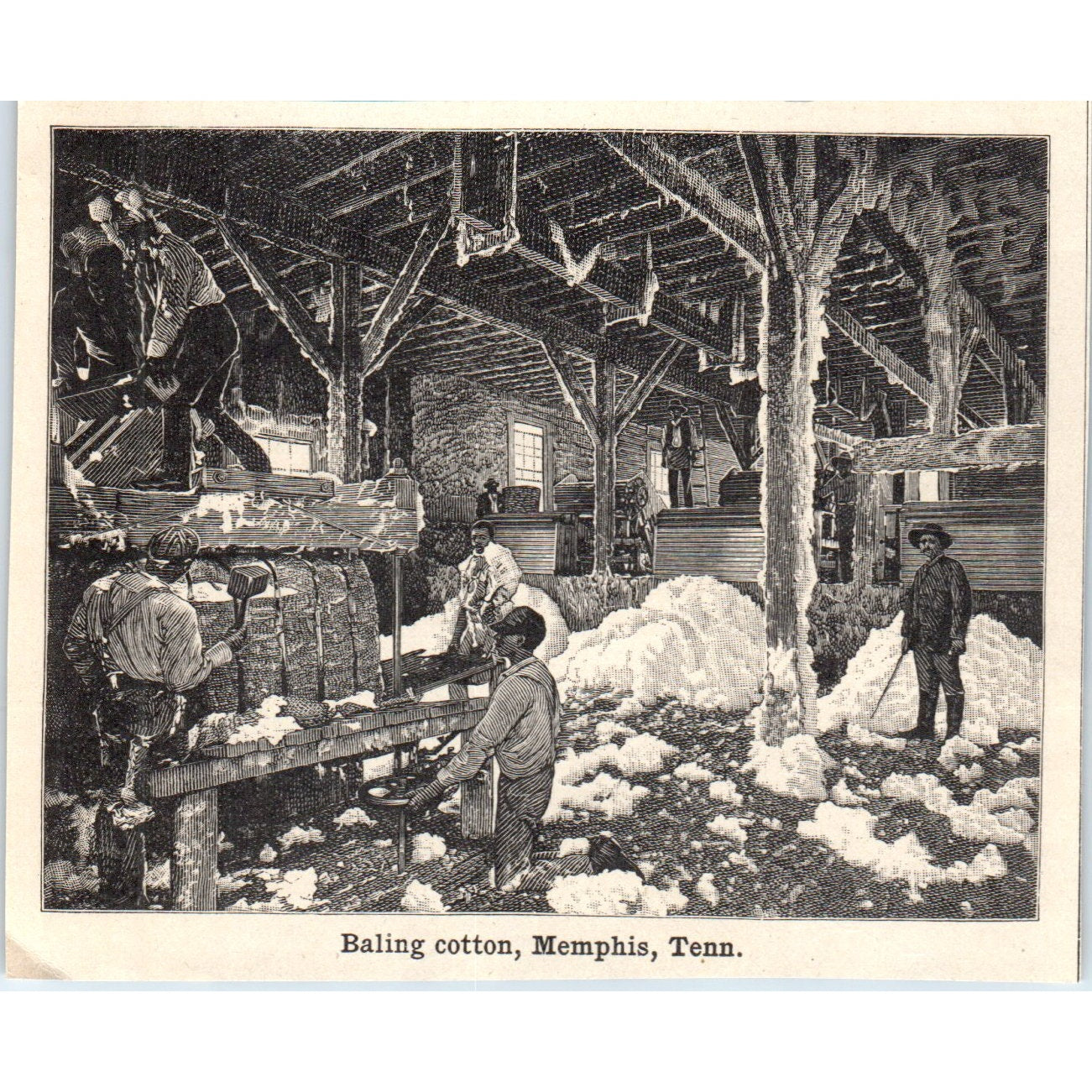 Baling Cotton in Memphis Tennessee 1901 Engraving AF2-A6