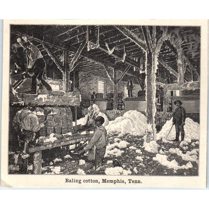 Baling Cotton in Memphis Tennessee 1901 Engraving AF2-A6