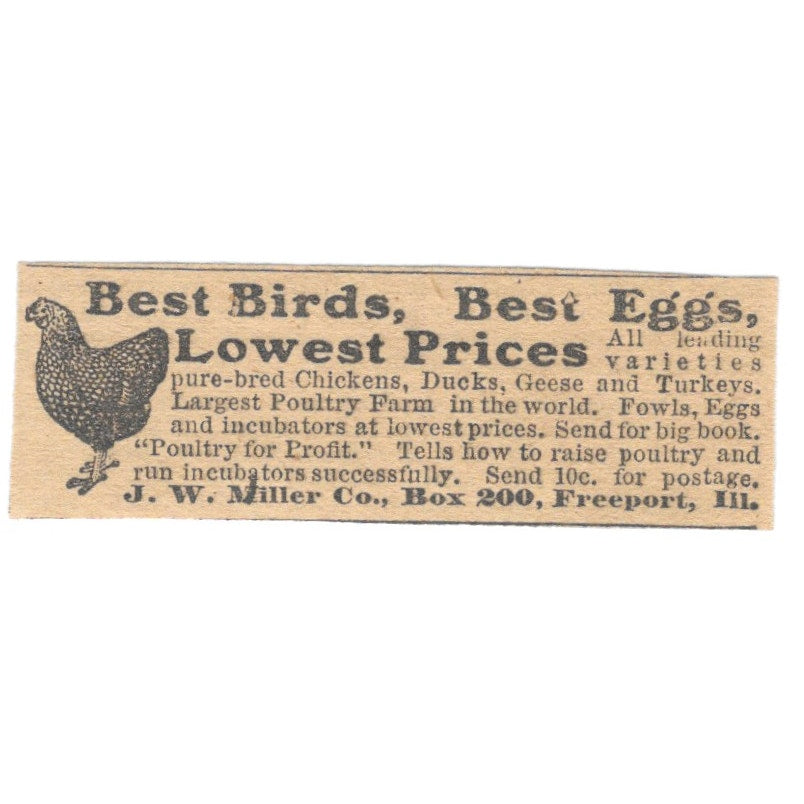 J.W. Miller Co Chickens Hens Freeport IL 1910 Magazine Ad AF1-SS8