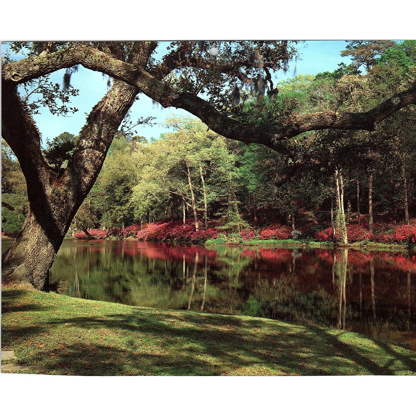 1983 Middleton Place Gardens Charleston SC Vintage Art Print 7x8 V6