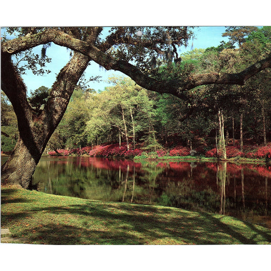 1983 Middleton Place Gardens Charleston SC Vintage Art Print 7x8 V6