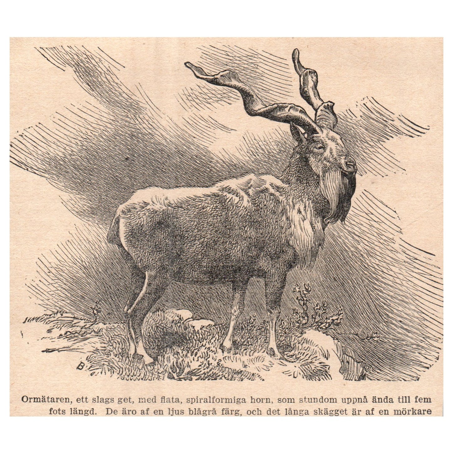 Markhor The serpent measurer, a kind of goat 1909 Swedish Engraving Print AF5-15