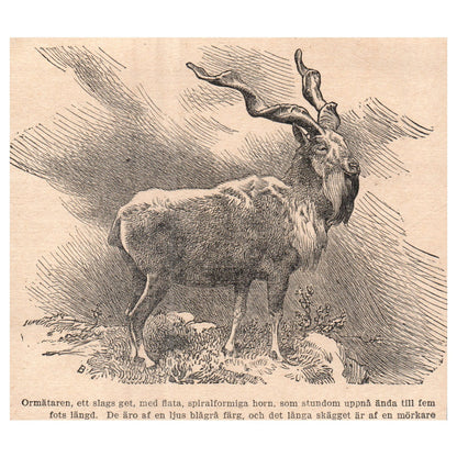 Markhor The serpent measurer, a kind of goat 1909 Swedish Engraving Print AF5-15