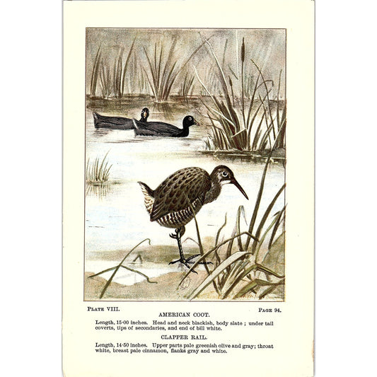 American Coot & Clapper Rail Bird 1901 Original Color Engraving Plate AF3-12