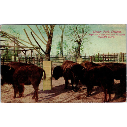 1913 Lincoln Park Chicago Buffalo Herd Postcard PD3