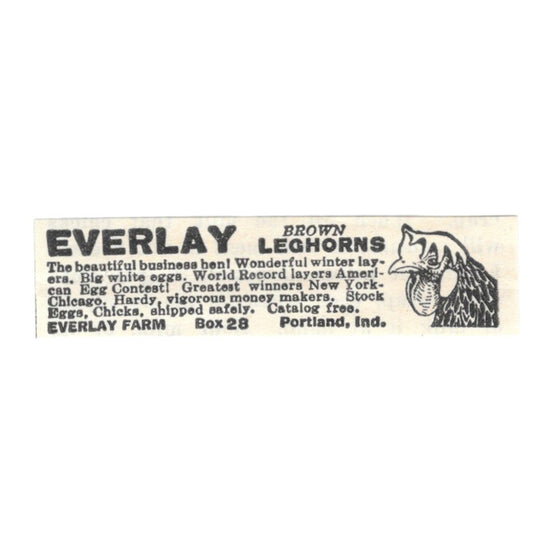 Everlay Farm Brown Leghorns Portland Indiana 1924 Ad AG3-S5
