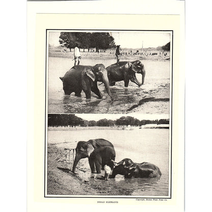 Photographs of Indian Elephants c1920 Vintage Art Print 6x9" V17