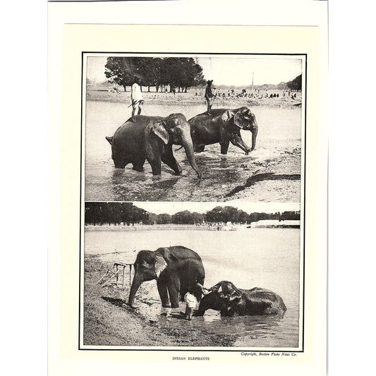 Photographs of Indian Elephants c1920 Vintage Art Print 6x9" V17