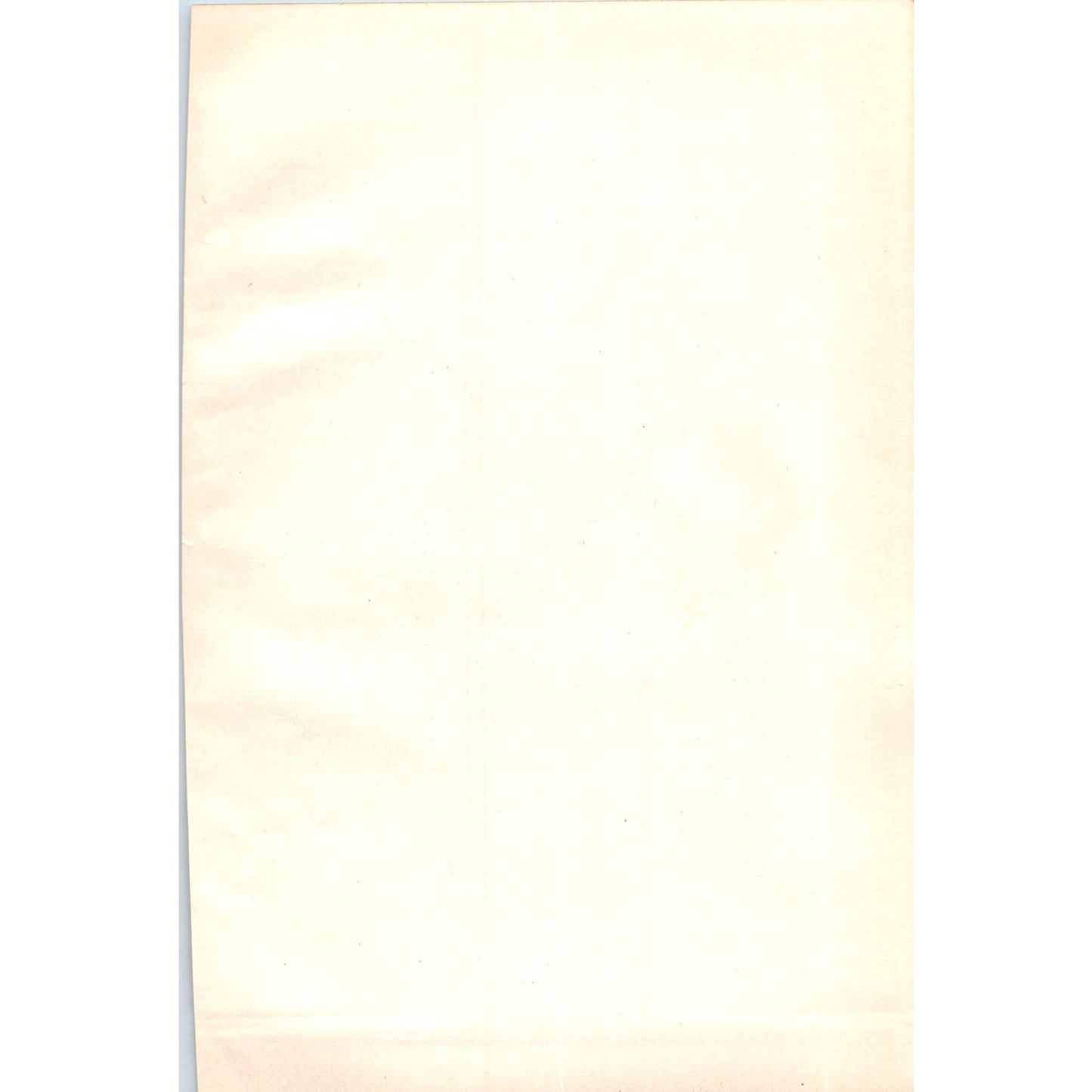 House Sparrow Bird 1903 Original Color Engraving Plate Print AD8-B5