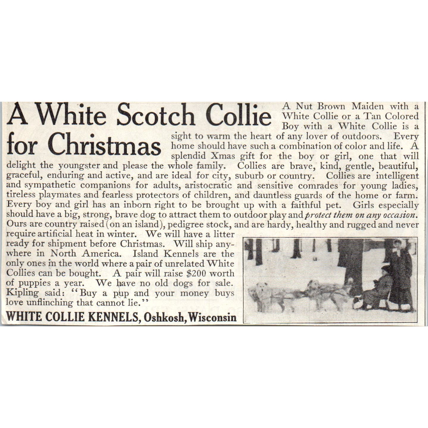 White Collie Kennels Oshkosh WI Christmas 1913 Magazine Advertisement AE7-N7