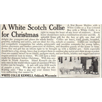 White Collie Kennels Oshkosh WI Christmas 1913 Magazine Advertisement AE7-N7