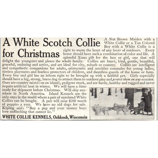 White Collie Kennels Oshkosh WI Christmas 1913 Magazine Advertisement AE7-N7