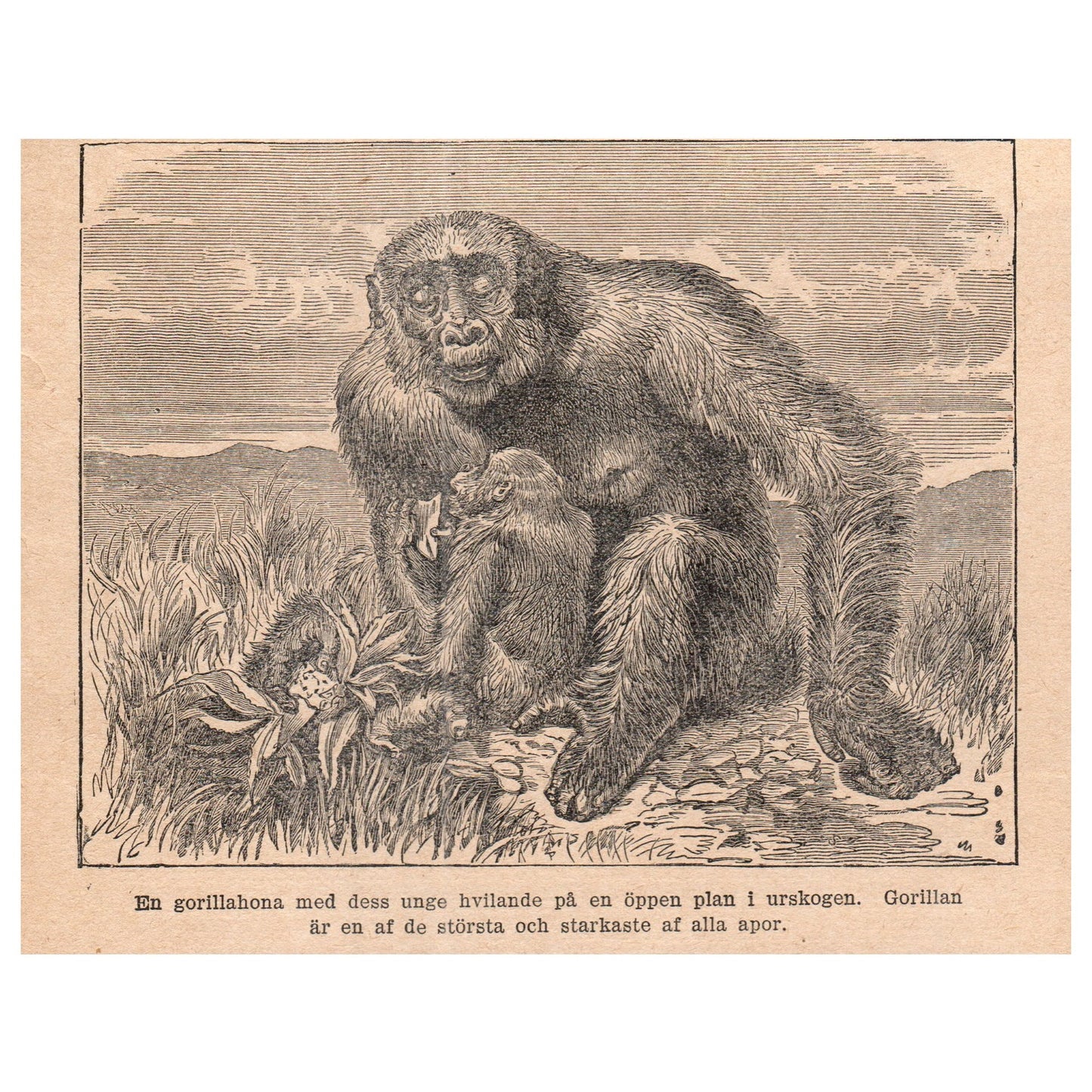 A Female Gorilla With Cub 1909 Swedish Engraving Print AF5-15