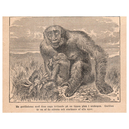 A Female Gorilla With Cub 1909 Swedish Engraving Print AF5-15