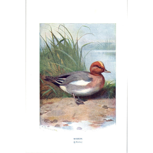 Wigeon Bird 1903 Original Color Engraving Plate Print AD8-B6