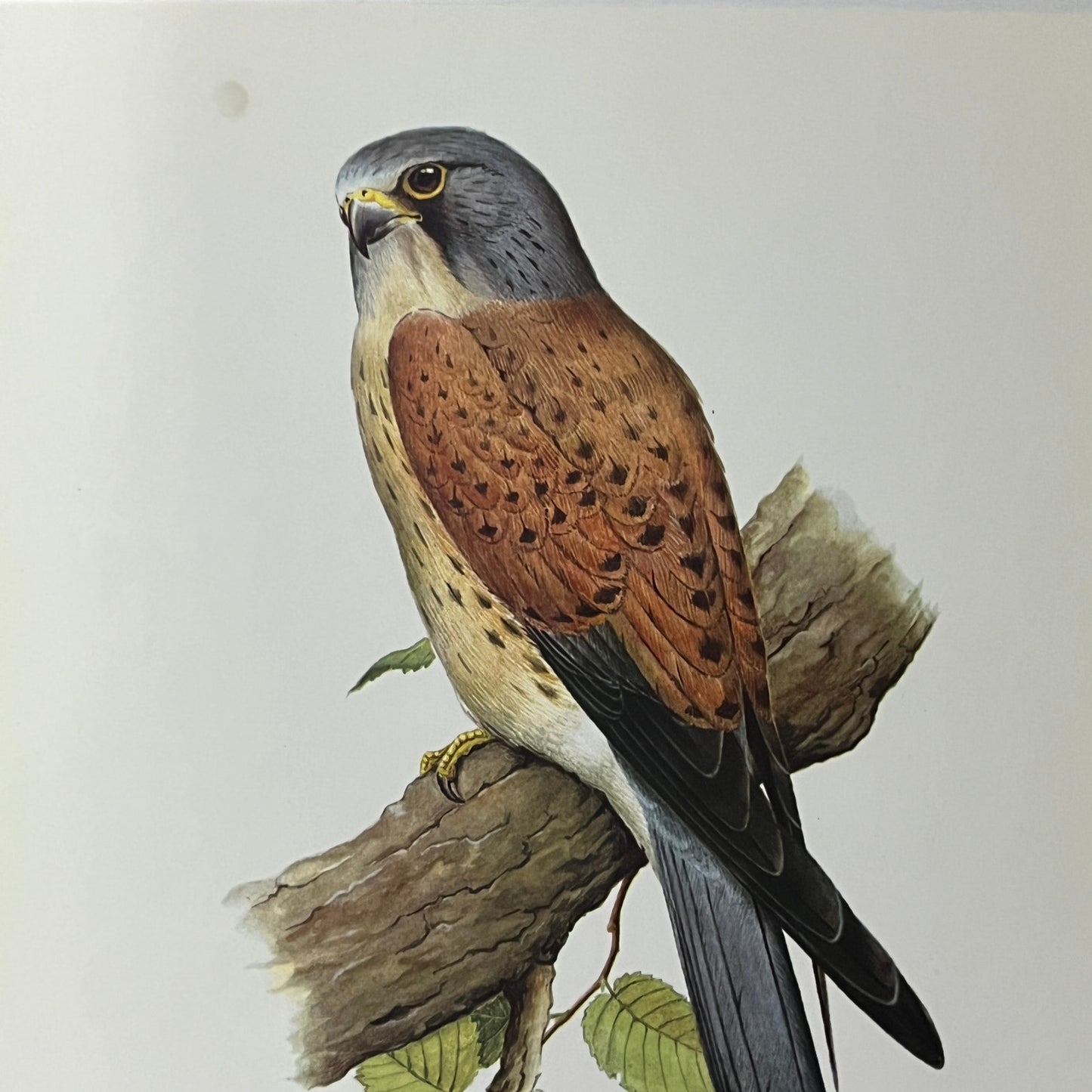 1971 Common Kestrel R.A. Vowles Kronen-Verlag W. Germany 7x9 Art Print V2