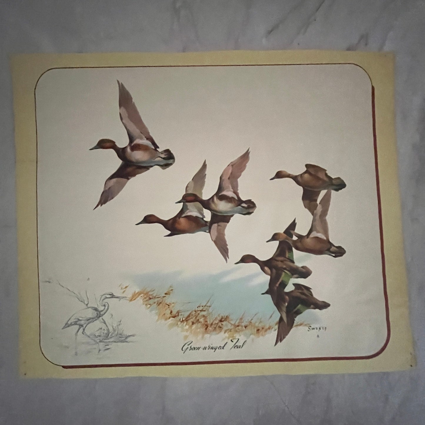 Green Winged Teal Ducks - Sweney 13x15" Art Print FL1