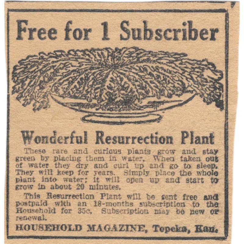 Fern Plant Giveaway Household Magazine Topeka KS 1923 Magazine Ad Clip AE1-7