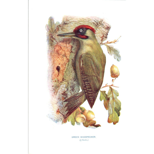 Green Woodpecker Bird 1903 Original Color Engraving Plate Print AD8-B2