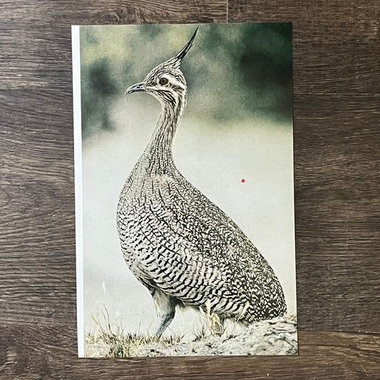 Vintage Elegant Crested Tinamou Bird Photograph Kitsch 8x10 Art Print V2